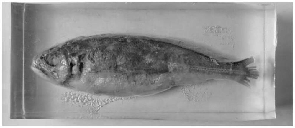 Fish specimen making method