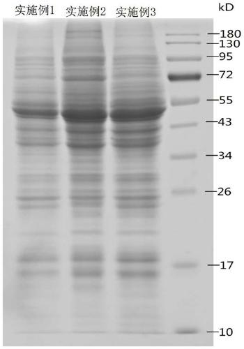 High-efficiency extraction method of macadamia nut leaf total proteins