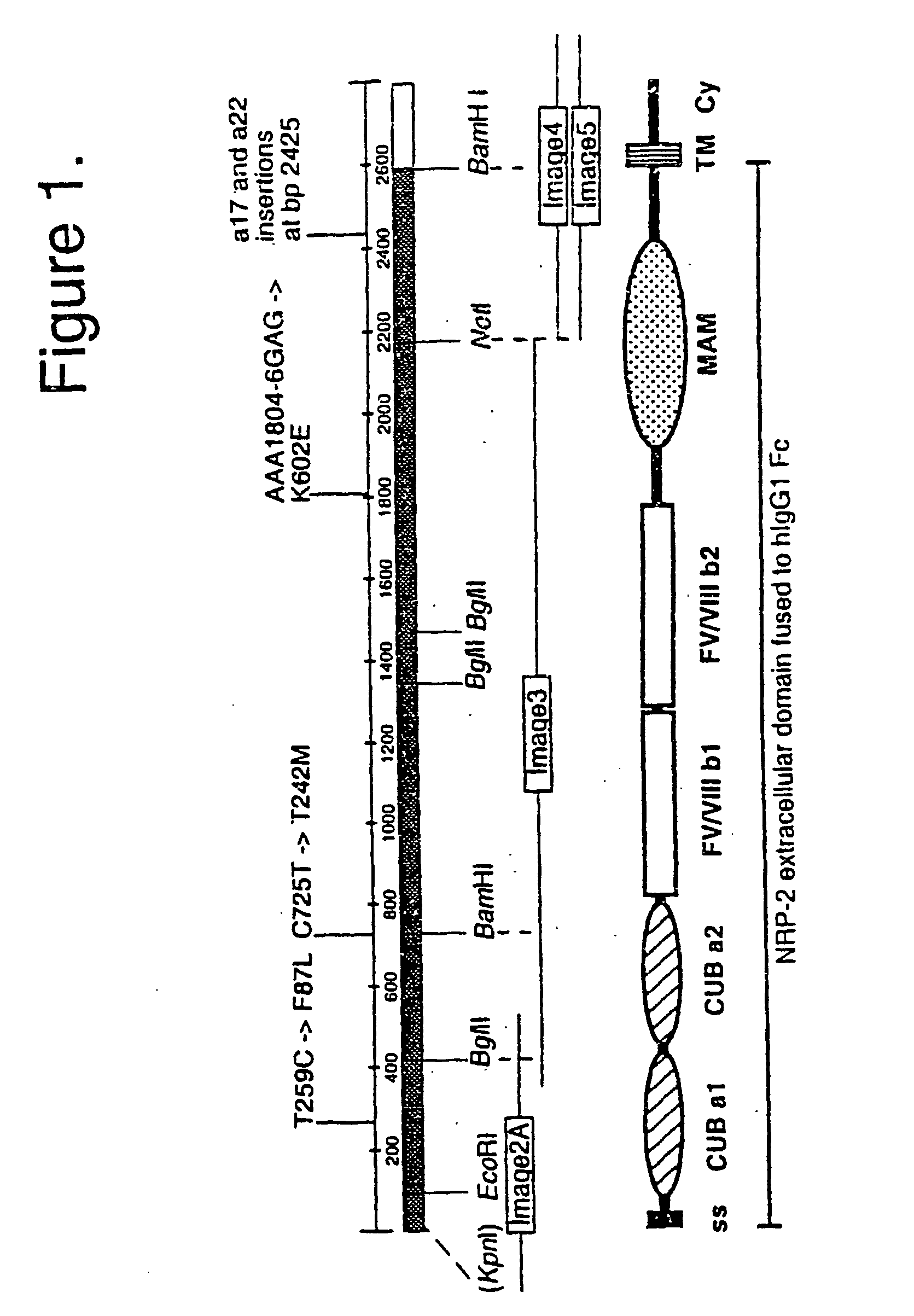 Vegf-C or Vegf-D Materials and Methods for Stimulation of Neural Stem cells