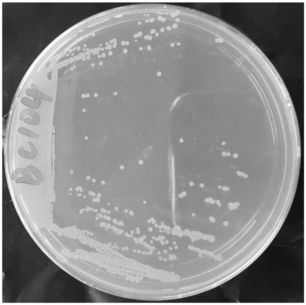 Bacillus aryabhattai, microbial inoculums thereof, preparation method and application