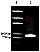 Centromere mark realizing fluorescence in situ hybridization with asparagus chromosome and applications of centromere mark