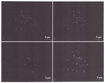 Centromere mark realizing fluorescence in situ hybridization with asparagus chromosome and applications of centromere mark