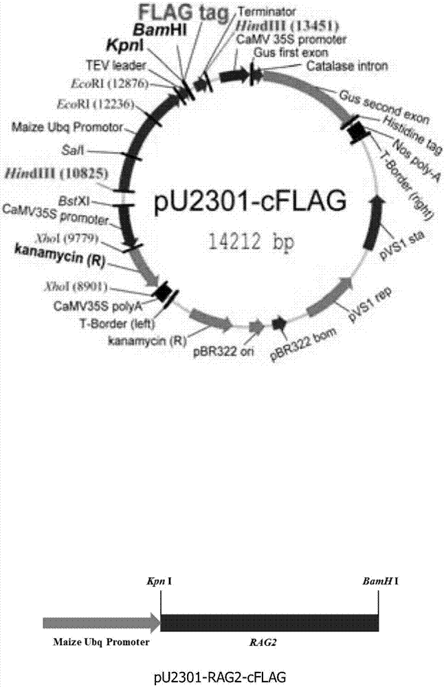 Application of rice RAG2 gene in improving quantitative character of rice