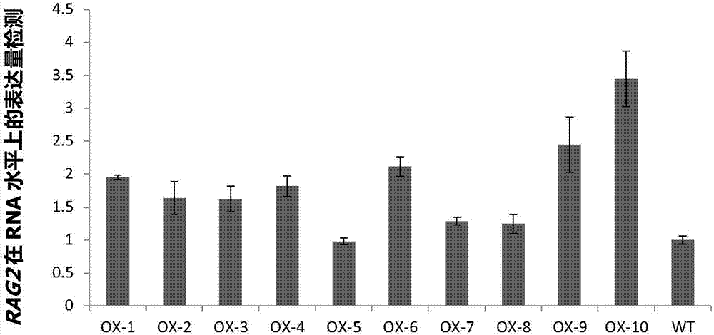 Application of rice RAG2 gene in improving quantitative character of rice