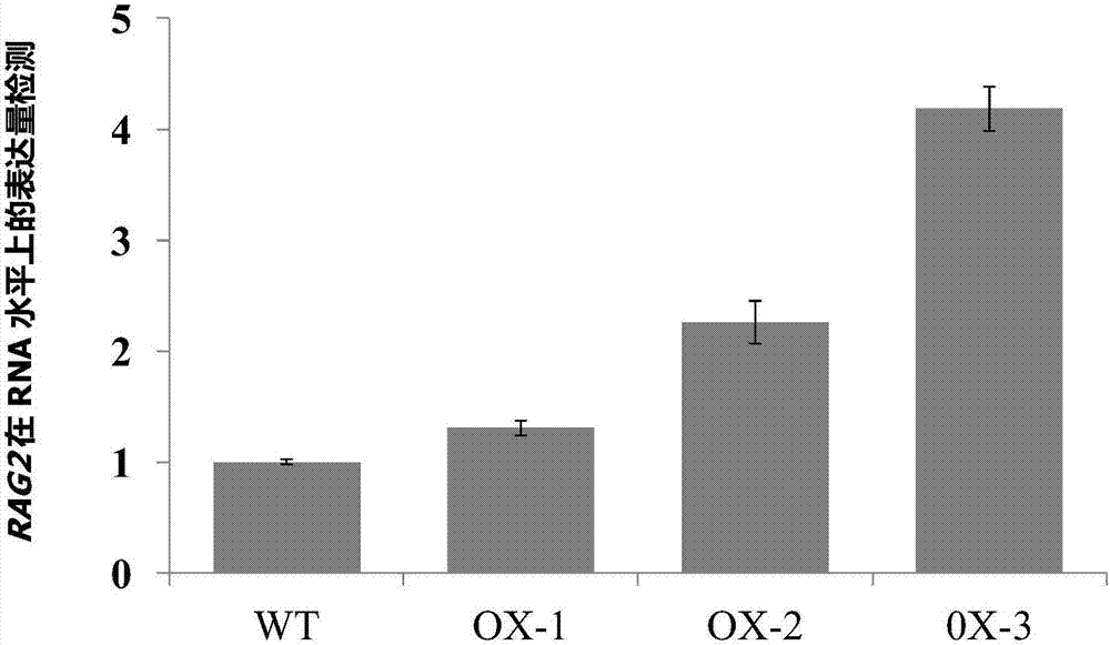 Application of rice RAG2 gene in improving quantitative character of rice