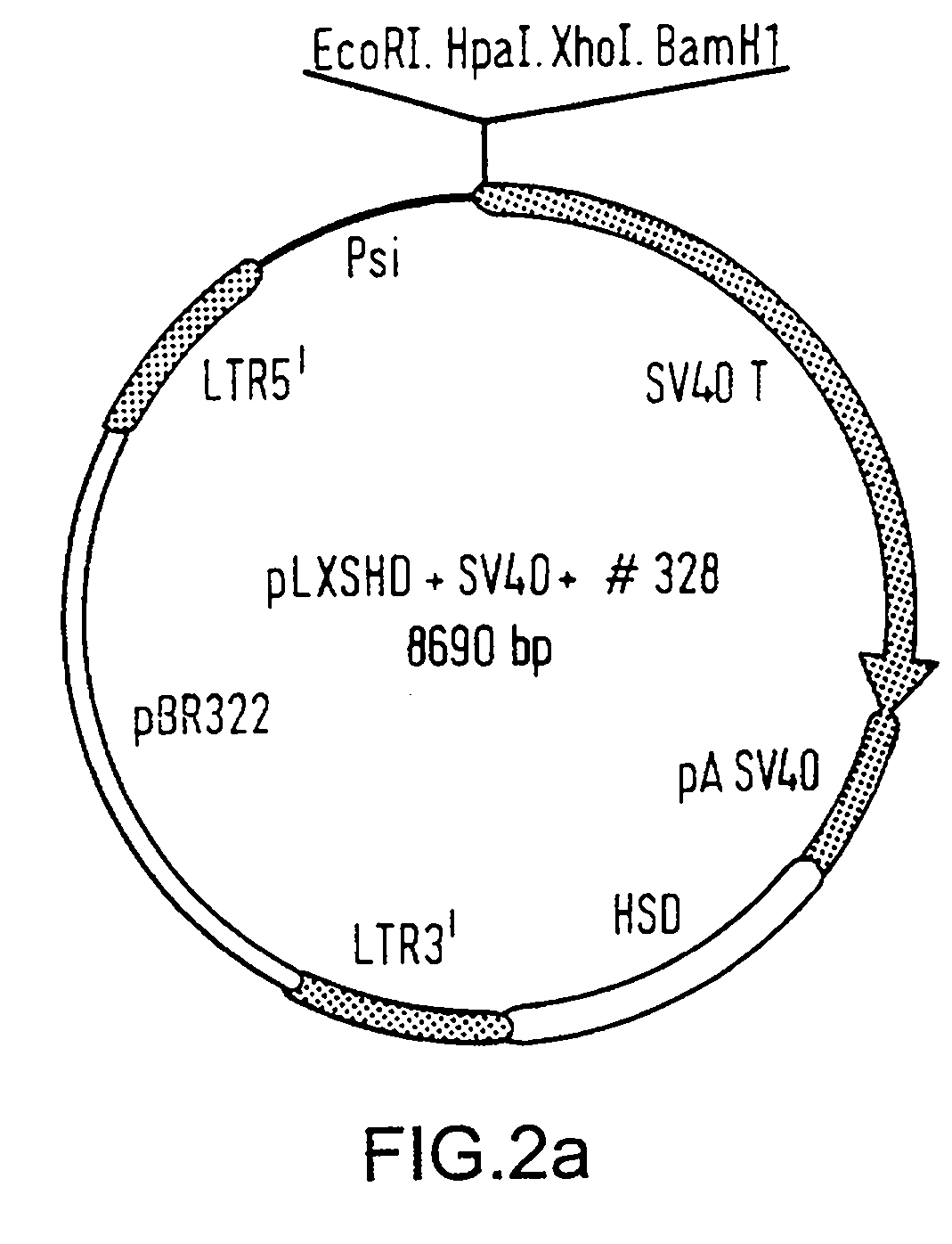 Improved immortalized human skin cell lines and novel serum-free medium useful for the production thereof