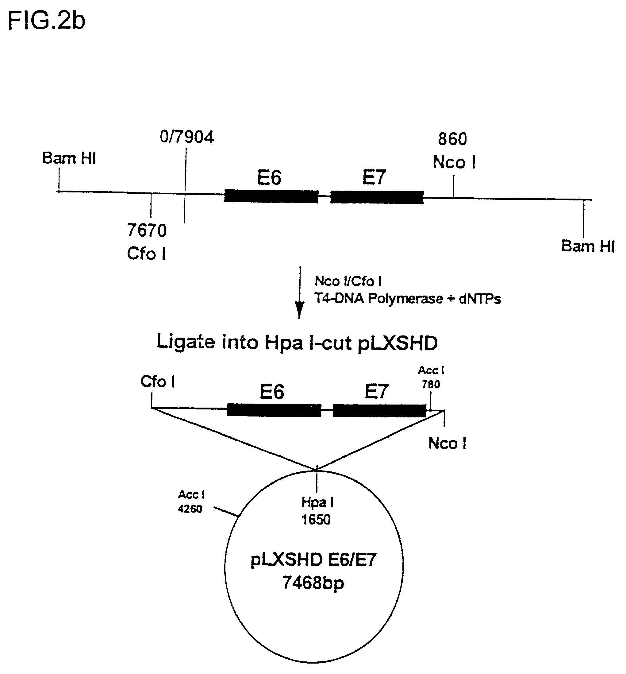 Improved immortalized human skin cell lines and novel serum-free medium useful for the production thereof