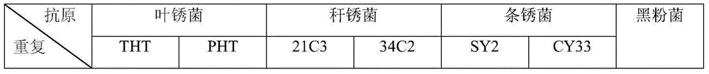 Colloidal gold test strip used for detecting wheat leaf rust