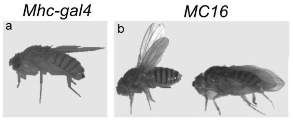 Marker for calcium overload mediated neuron death and application