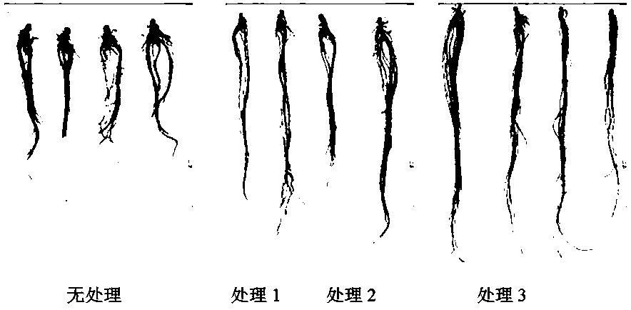 Simplified soilless cultivation method for brassica alboglabra