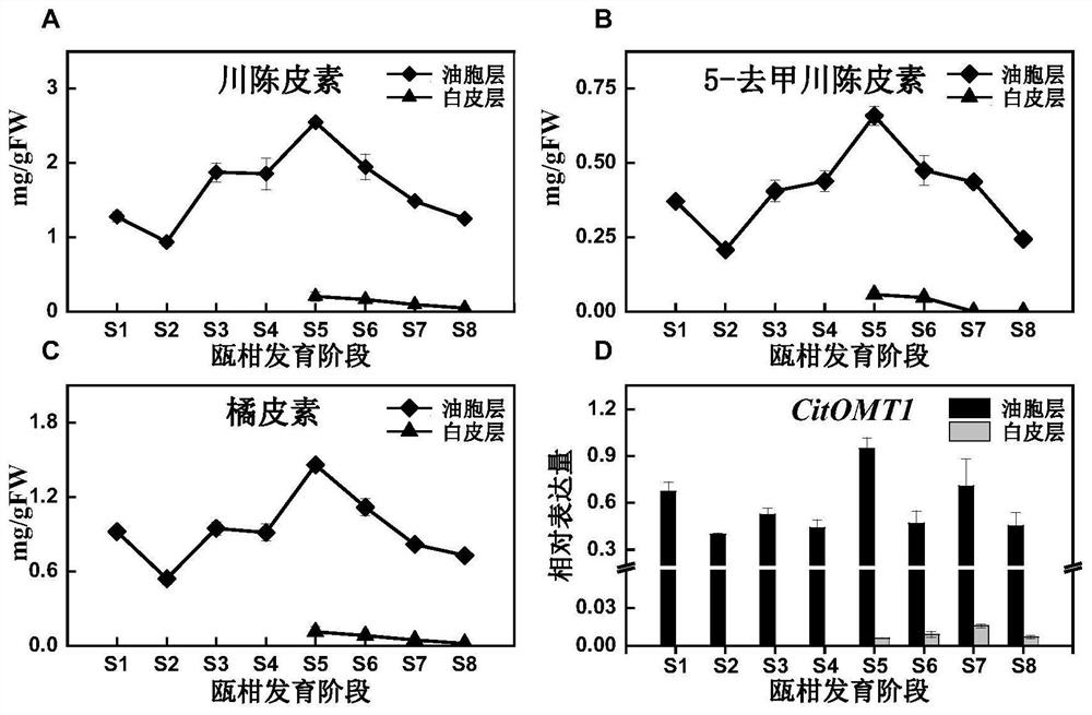 Oxymethyltransferases involved in the synthesis of flavonoids in citrus peel and their coding genes and applications