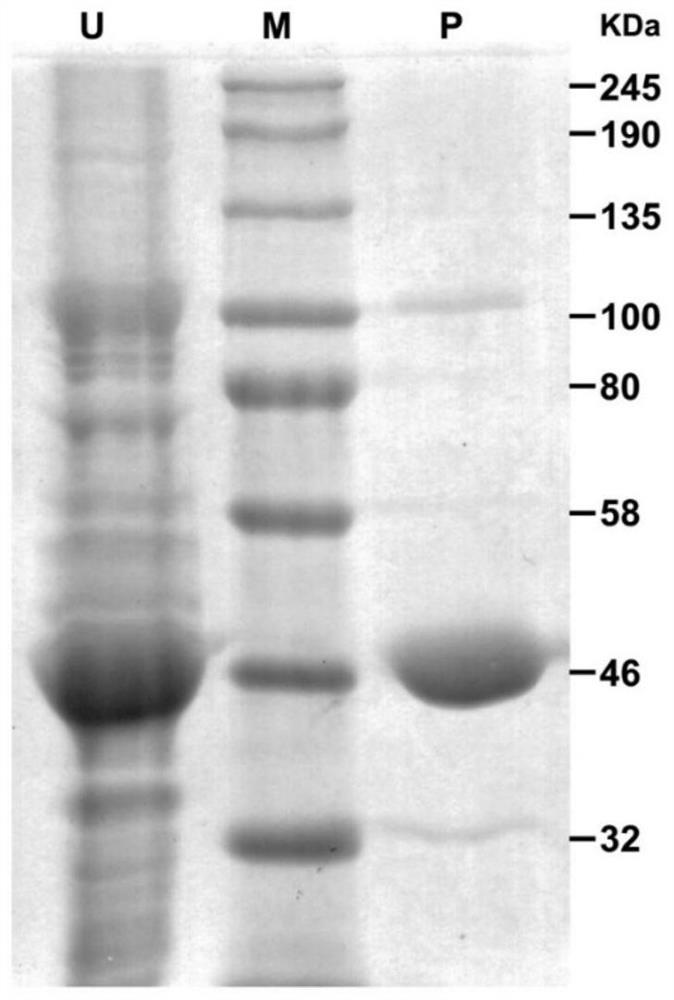 Oxymethyltransferases involved in the synthesis of flavonoids in citrus peel and their coding genes and applications