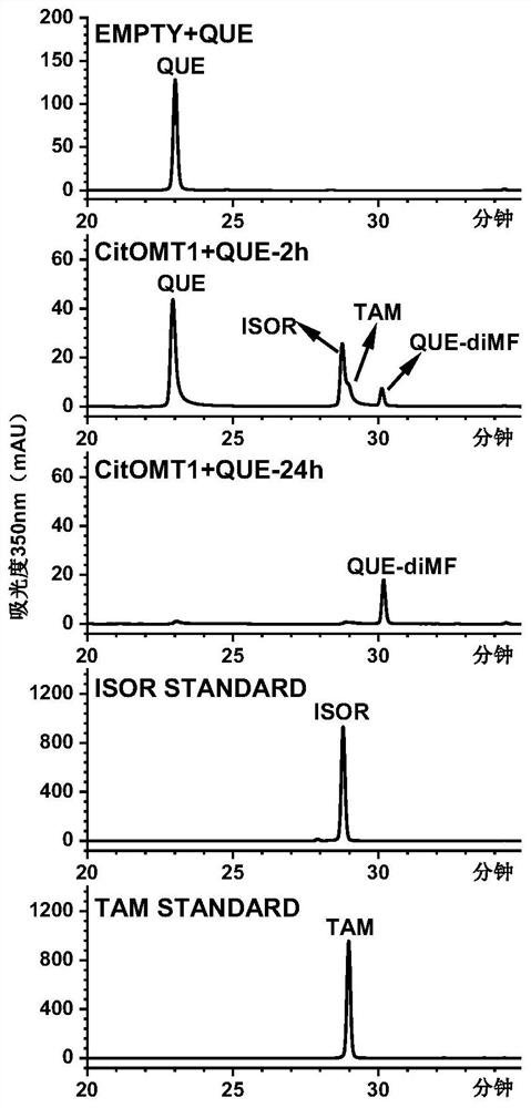 Oxymethyltransferases involved in the synthesis of flavonoids in citrus peel and their coding genes and applications