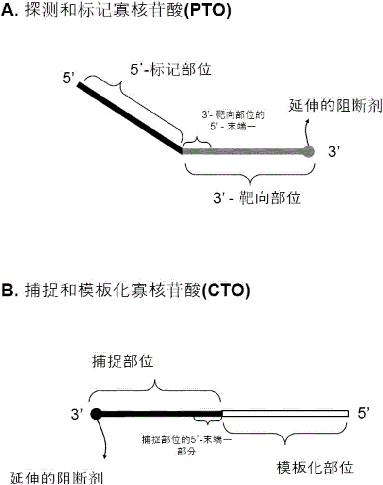 Detection of nucleotide variation on target nucleic acid sequence