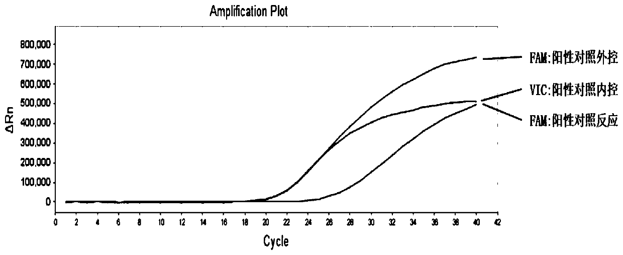 Detection kit and detection method for human BRAF gene V600E mutation