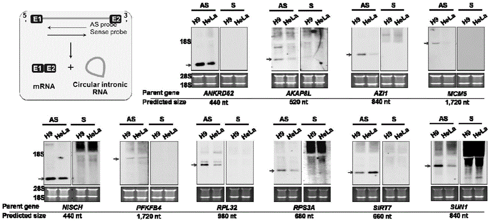 A kind of circular RNA molecule derived from intron and the application of the key nucleic acid sequence for forming the circle