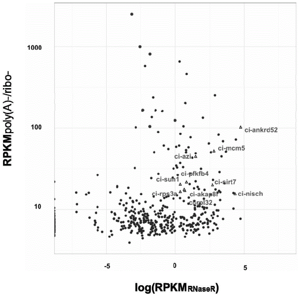 A kind of circular RNA molecule derived from intron and the application of the key nucleic acid sequence for forming the circle