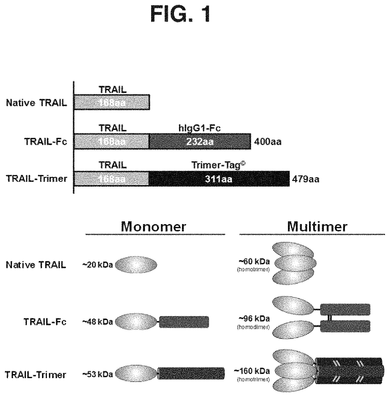 Method and compositions for producing disulfide-linked trimeric TNF family of cytokines and their use