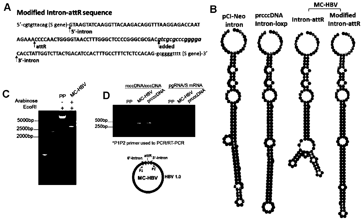 Construction and application of model for researching interaction between HBV cccDNA and host