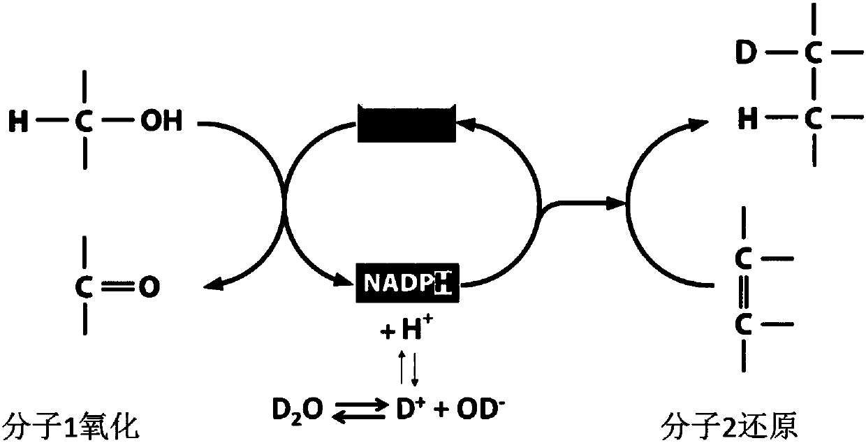 In-situ rapid detection method for cell biological process