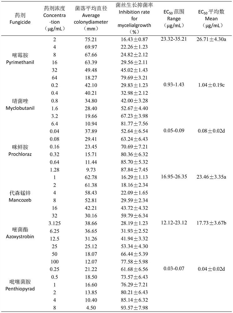 Prevention and treatment method for anthracnose of amomum tsao-ko