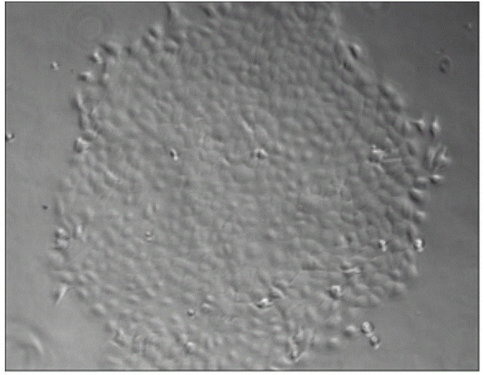 Single cell cloning method for obtaining goat mammary epithetical cells