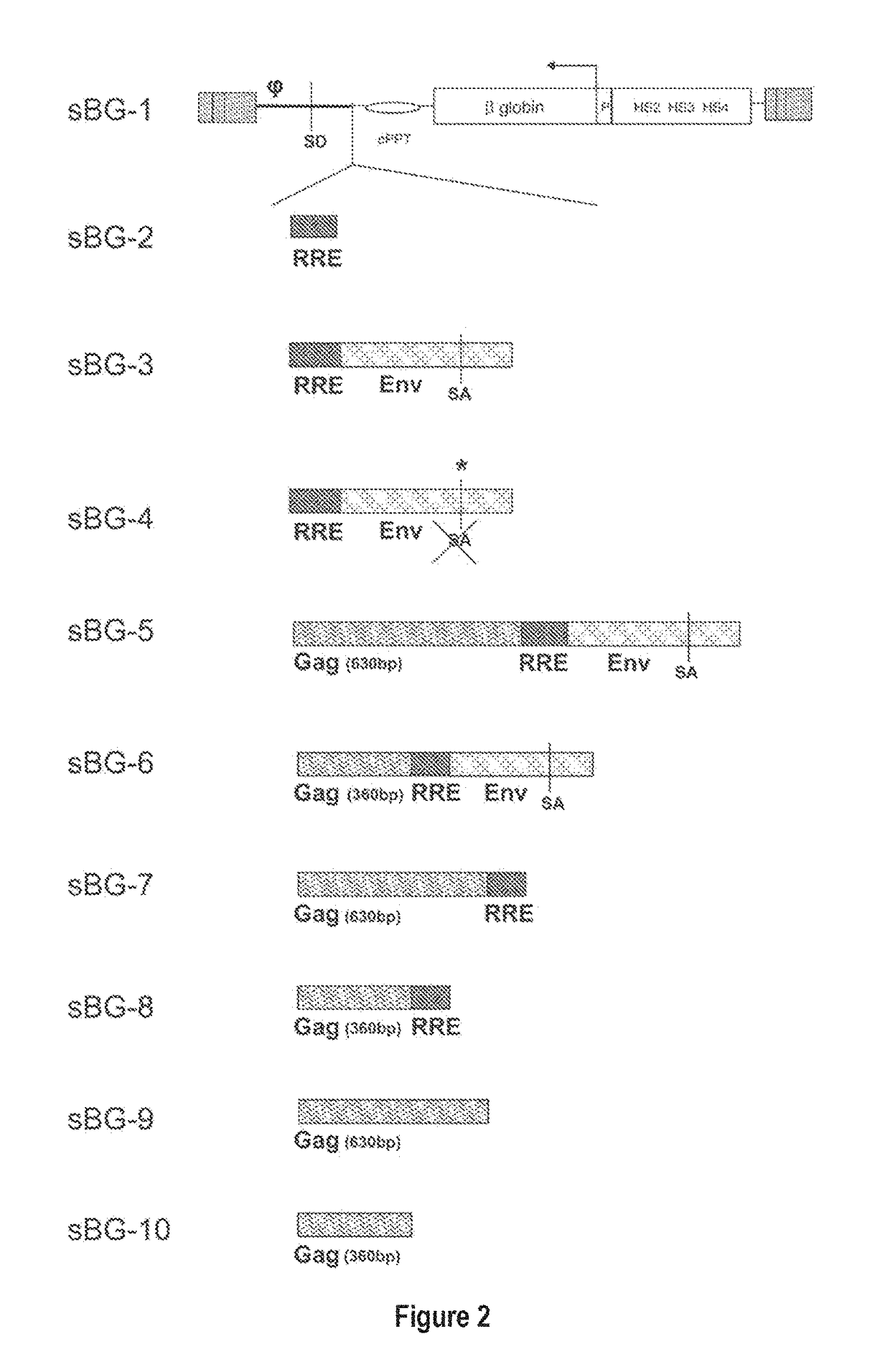 Fetal hemoglobin for genetic correction of sickle cell disease