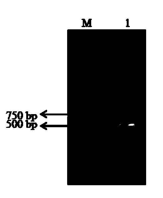 Method for inhibiting degradation of starch in banana fruits and VIGS silencing system