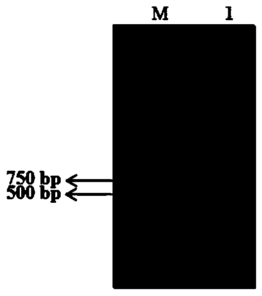 Method for inhibiting degradation of starch in banana fruits and VIGS silencing system