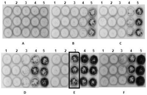 Method for inhibiting degradation of starch in banana fruits and VIGS silencing system