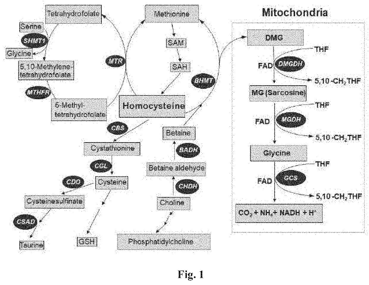 Compositions and methods for treating homocystinuria and other conditions