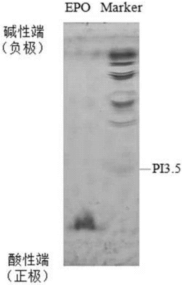 Isoelectric focusing electrophoretic method of hemopoietin