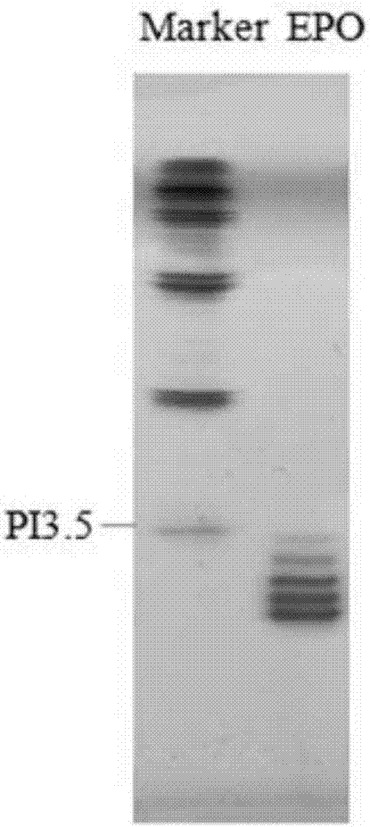 Isoelectric focusing electrophoretic method of hemopoietin