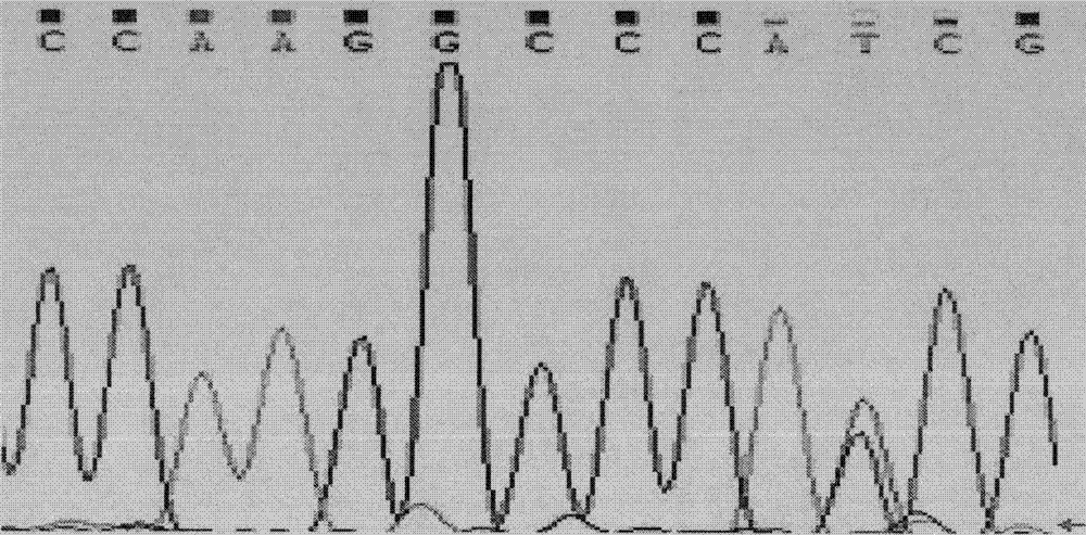 Single Nucleotide Polymorphism Site of Cattle i-mfa Gene and Its Detection Method