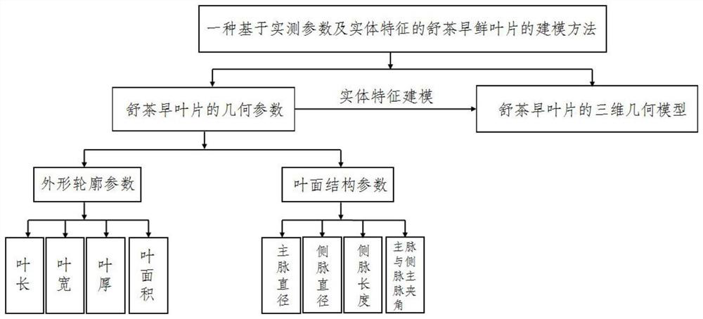 Modeling method of Shu tea early fresh leaves based on measured parameters and entity characteristics