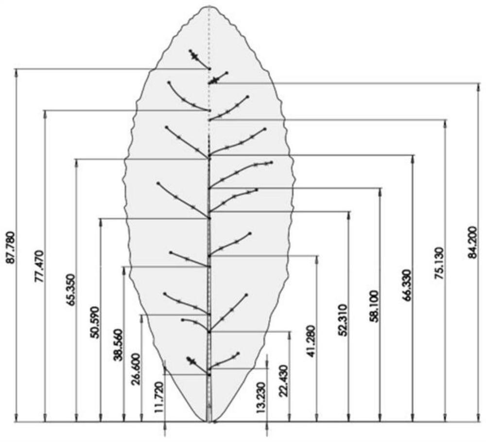 Modeling method of Shu tea early fresh leaves based on measured parameters and entity characteristics