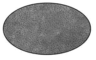 Method for detecting human amniotic epithelial cell molecular mechanism for in vitro immune regulation of lymphocyte