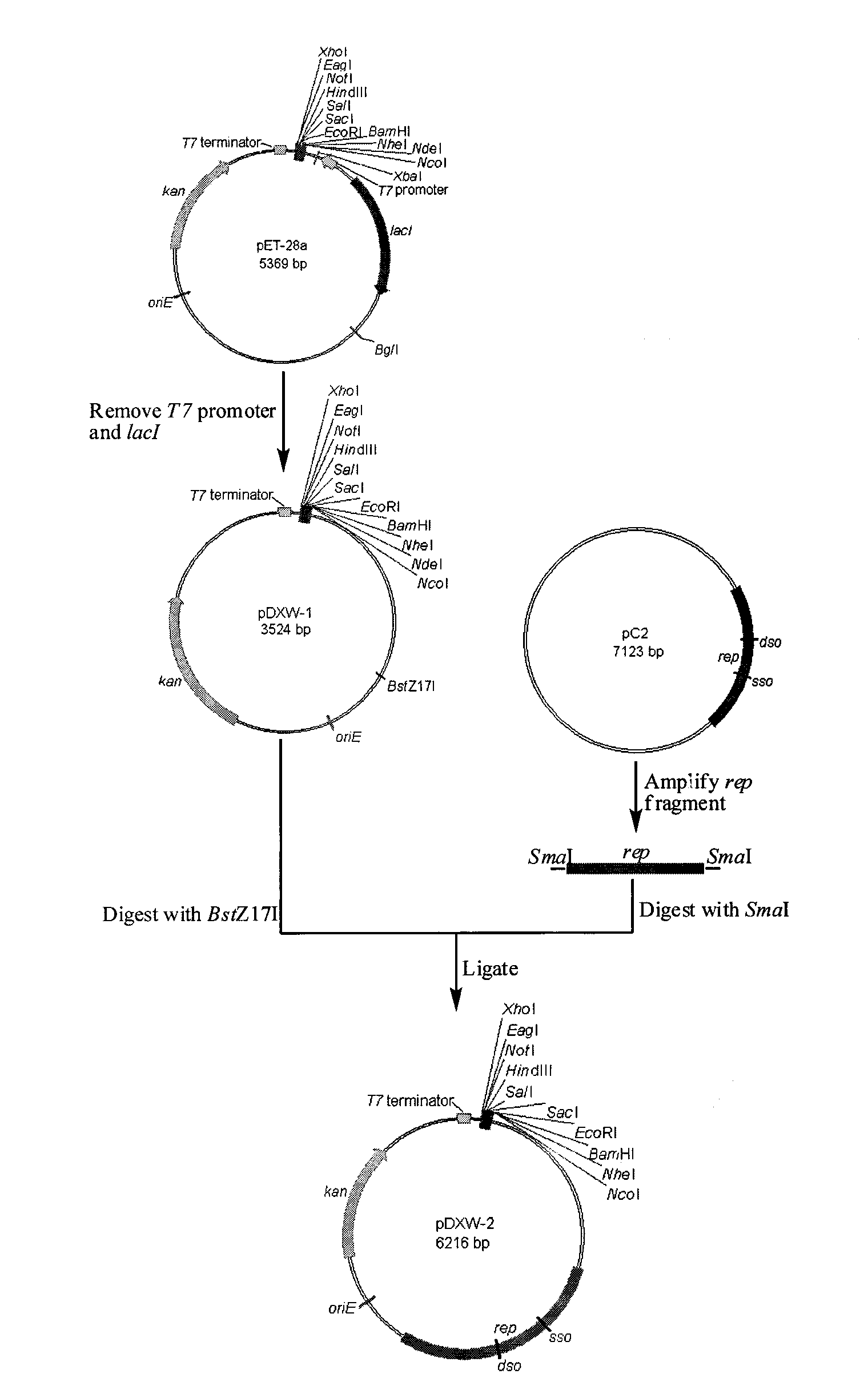 Corynebacterium promoter detection vector and construction method and application thereof