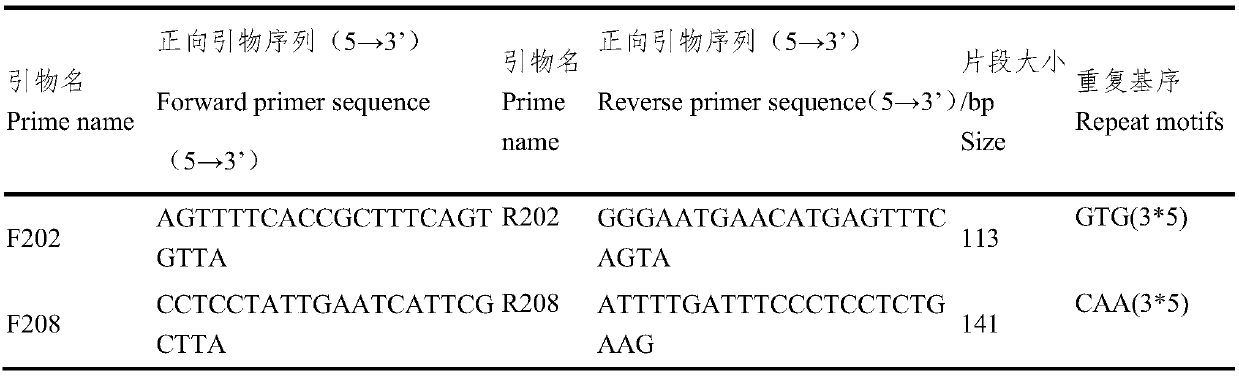 Fluorescent SSR primer composition and application in constructing white wax new species molecular fingerprint spectrum thereof