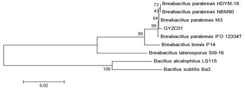 Brevibacillus parabrevis as well as method and application of protein series prepared thereby