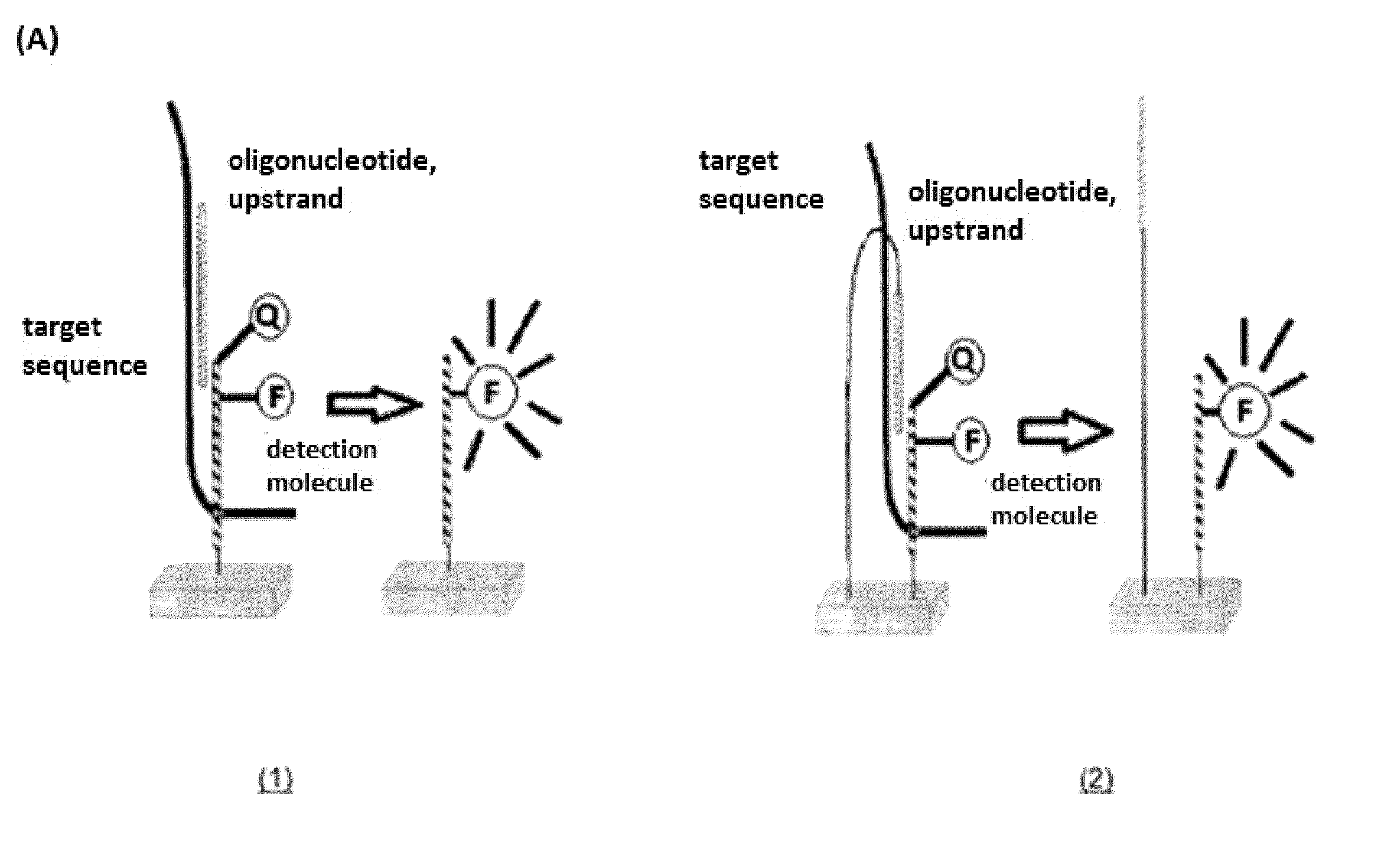 Bifunctional oligonucleotide probe for universal real time multianalyte detection