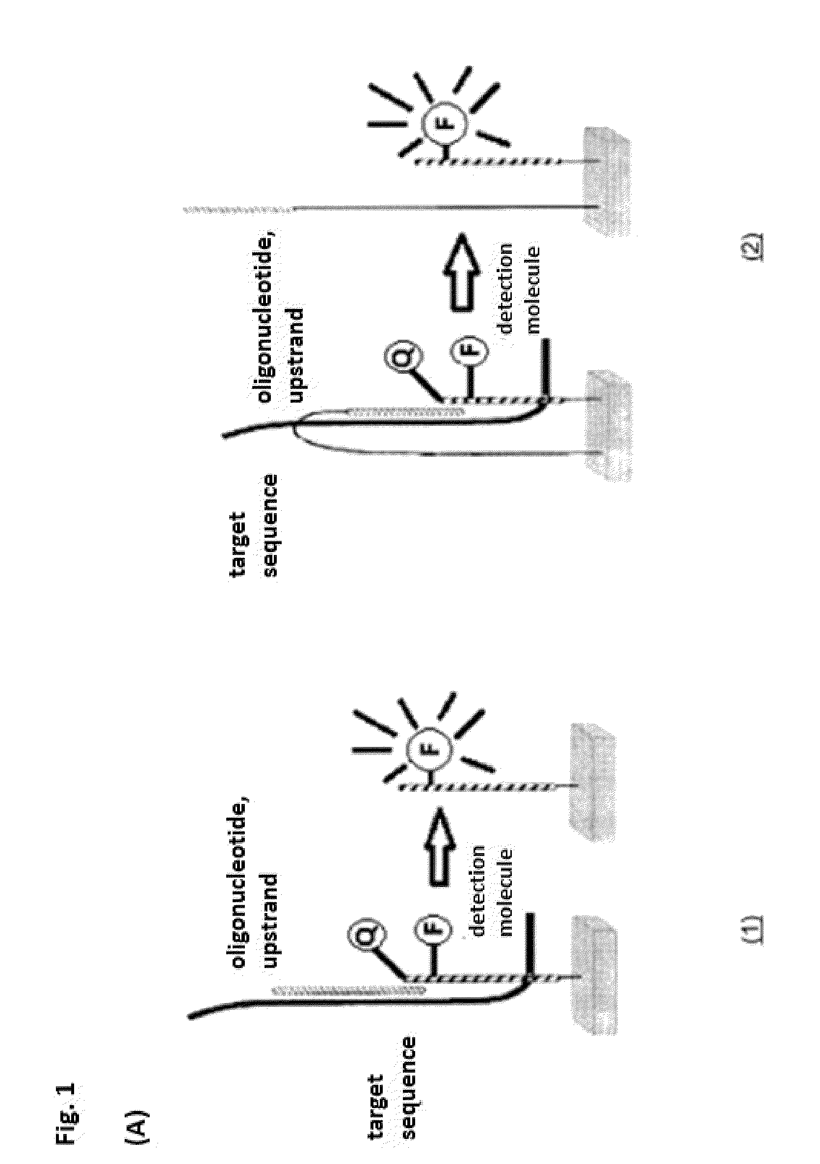 Bifunctional oligonucleotide probe for universal real time multianalyte detection