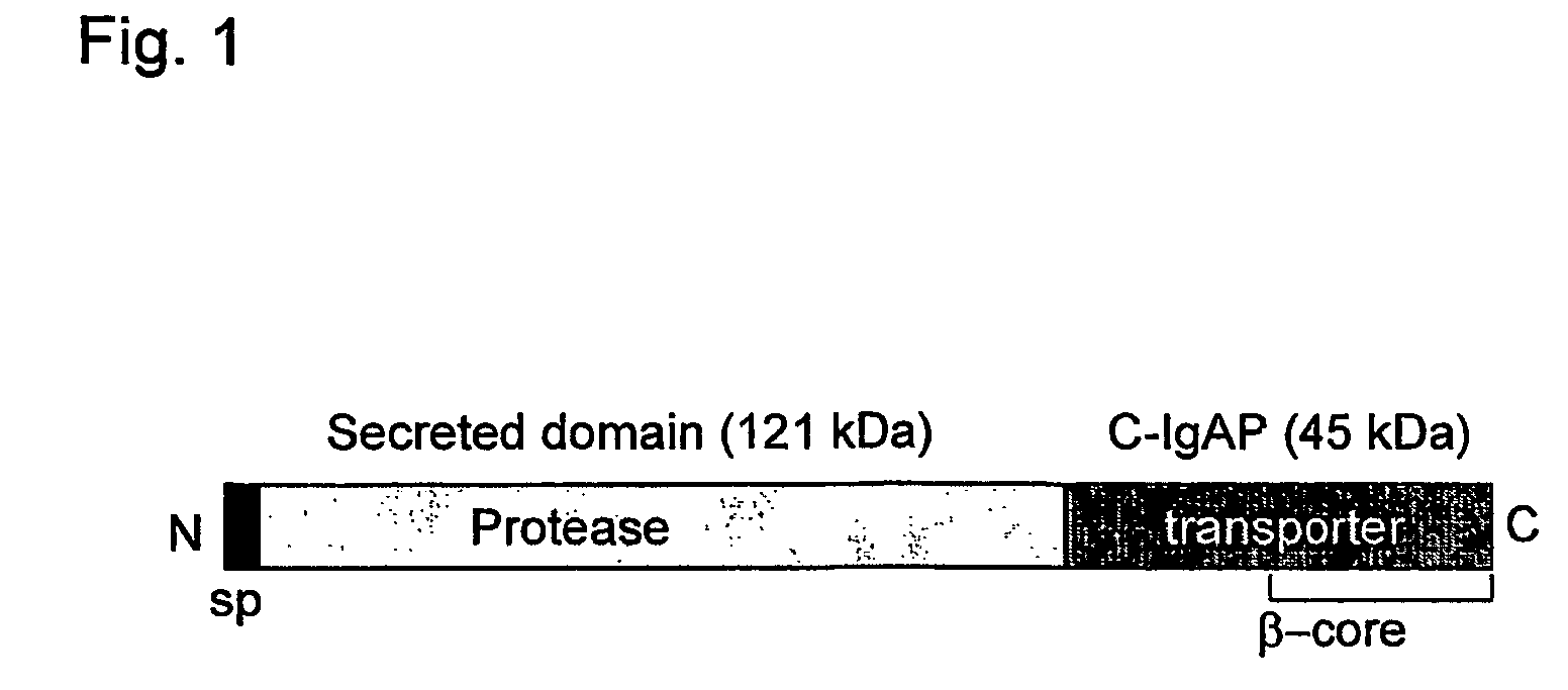 Generation of specific adhesion in gram-negative bacteria by means of anchoring immunoglobulin single domains on their surface with autotransporters