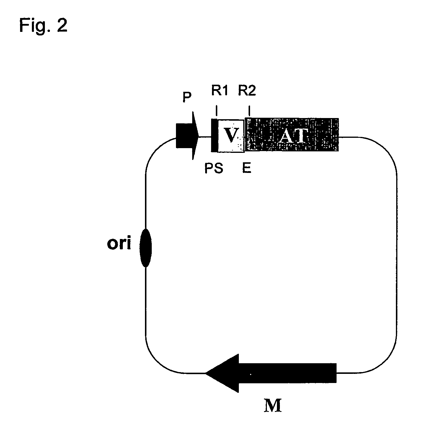 Generation of specific adhesion in gram-negative bacteria by means of anchoring immunoglobulin single domains on their surface with autotransporters