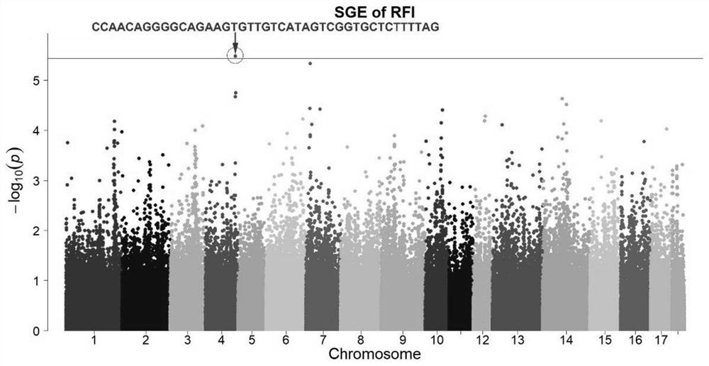 Method for positioning social genetic haplotype site of pig residual feed intake