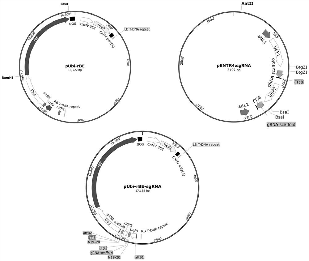 Set of adenine base editors as well as related biological materials and application thereof