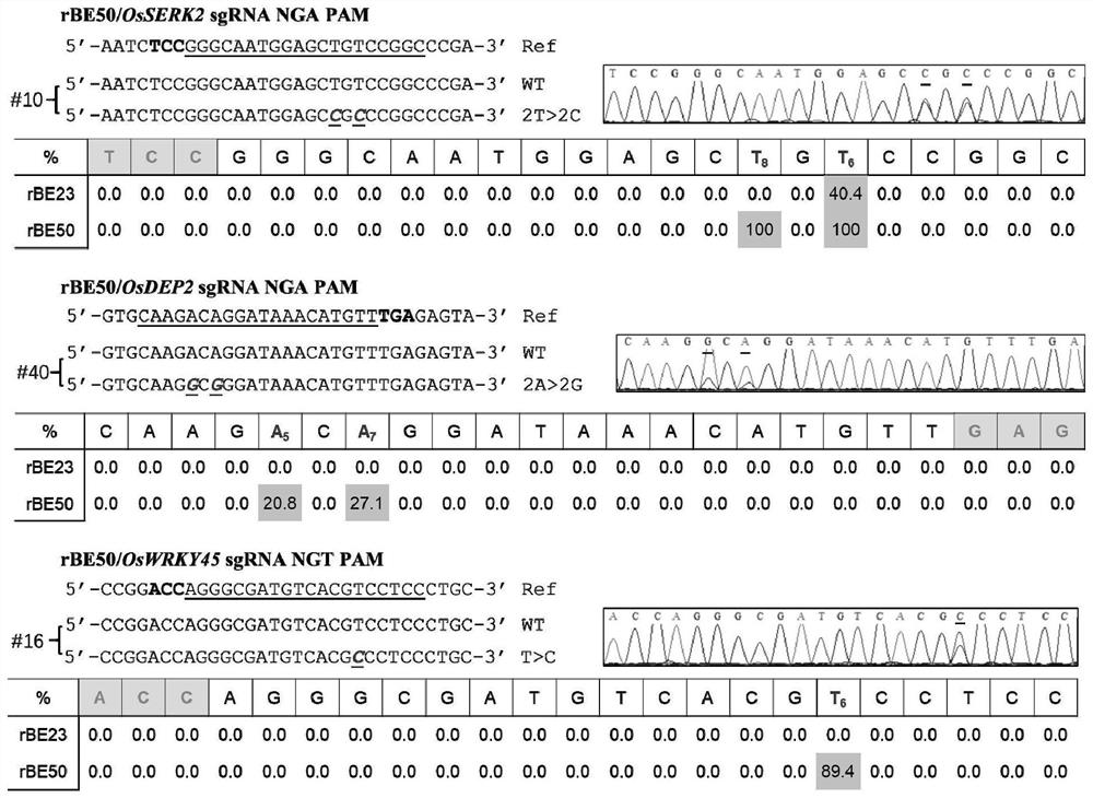 Set of adenine base editors as well as related biological materials and application thereof