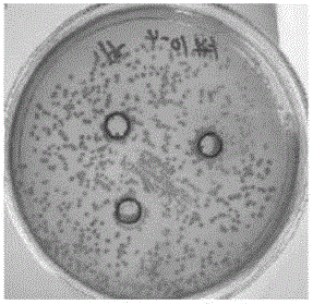 Coconut yogurt and preparing method thereof