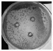 Coconut yogurt and preparing method thereof