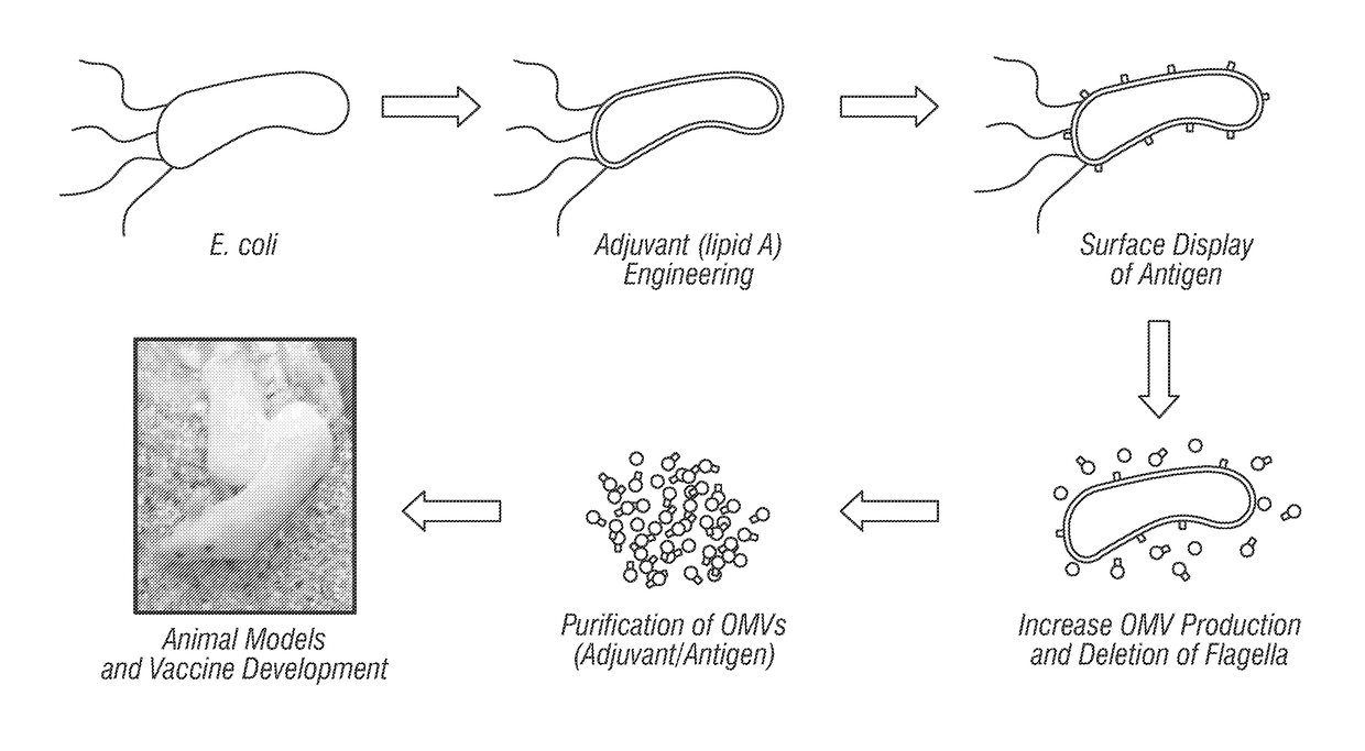 Combinatorial platform for the display of surface adjuvants and antigens